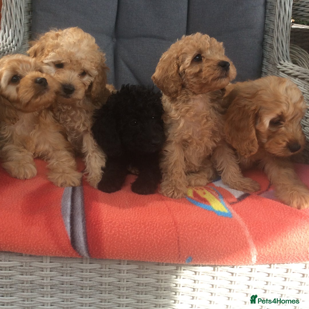 Cockapoo dogs for sale: gorgeous mixed litter of cockapoos  - Image 1