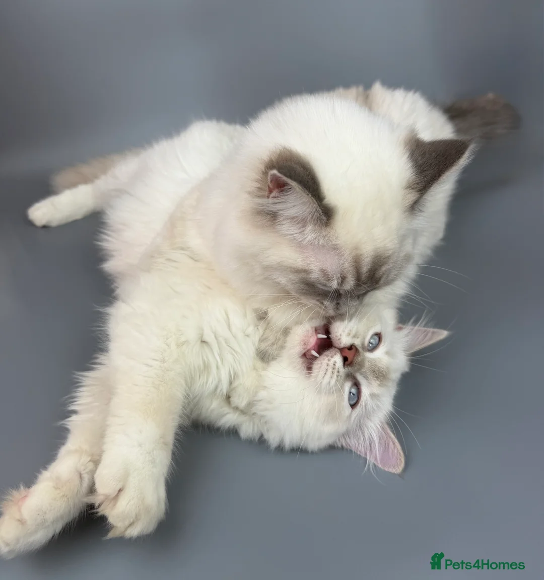 Ragdoll cats for sale: BONDED RAGDOLL BROTHERS - HEALTH TESTED PARENTS - Advert 5
