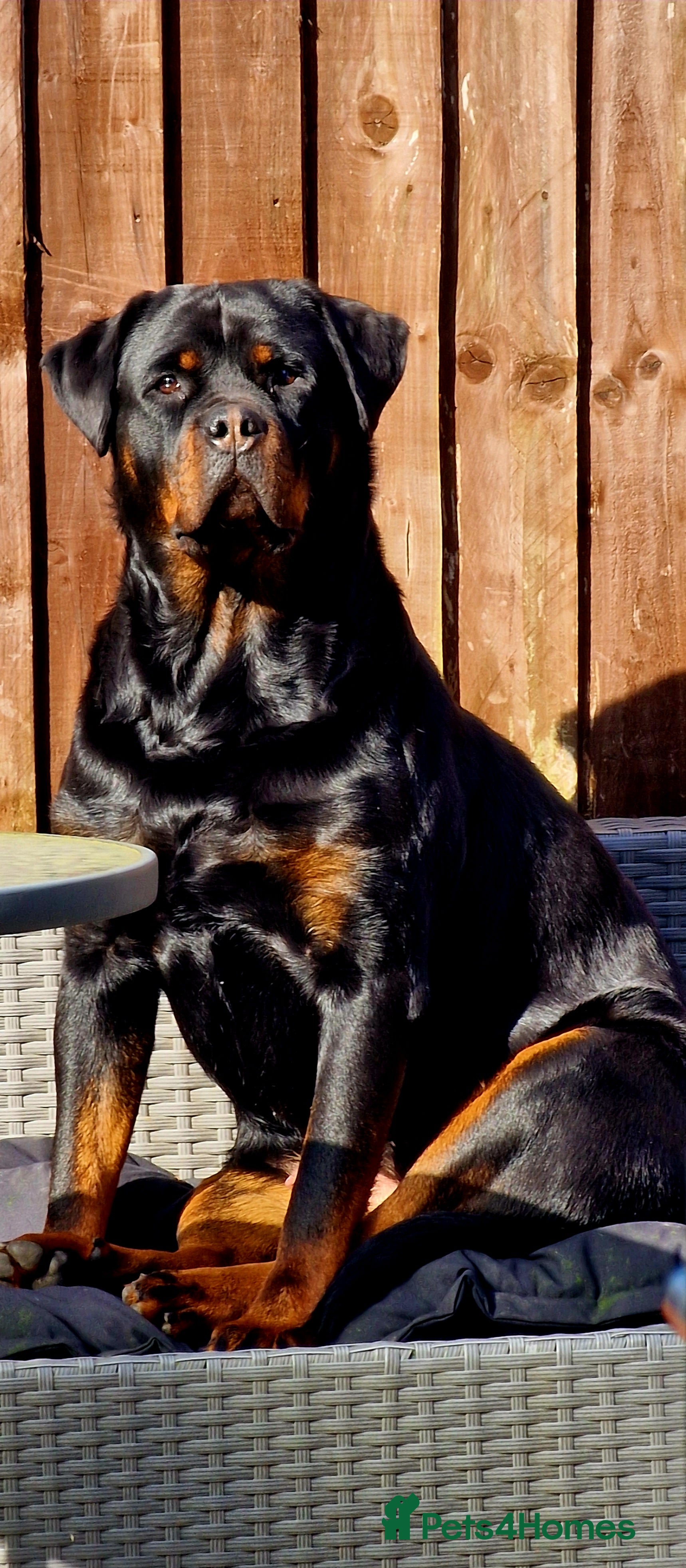 Rottweiler dogs Beautiful rottie looking for her forever home in Wednesbury - Advert 7