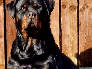 Rottweiler dogs in Wednesbury - Advert 7