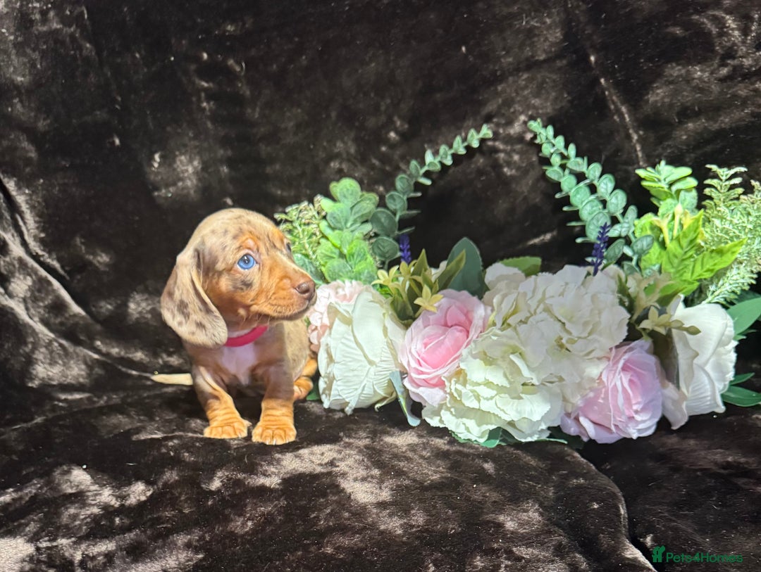 Miniature Dachshund dogs for sale: BEAUTIFUL KC MINI DACHSHUND READY TO LEAVE 23/12   - Advert 8