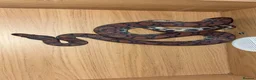 Boa Snake reptiles for sale: Brazilian Rainbow Boa - Advert 2