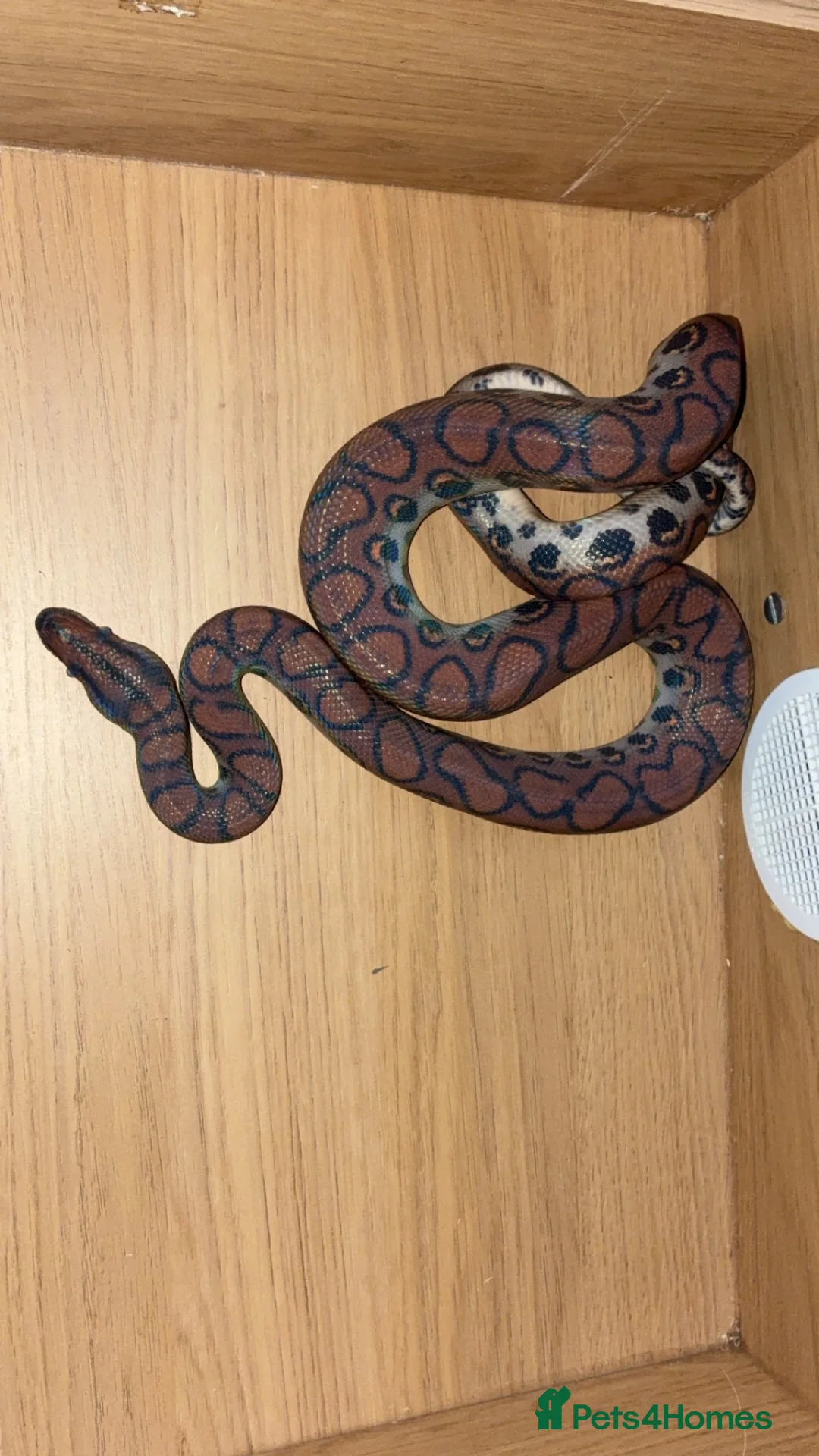 Boa Snake reptiles for sale: Brazilian Rainbow Boa - Advert 2