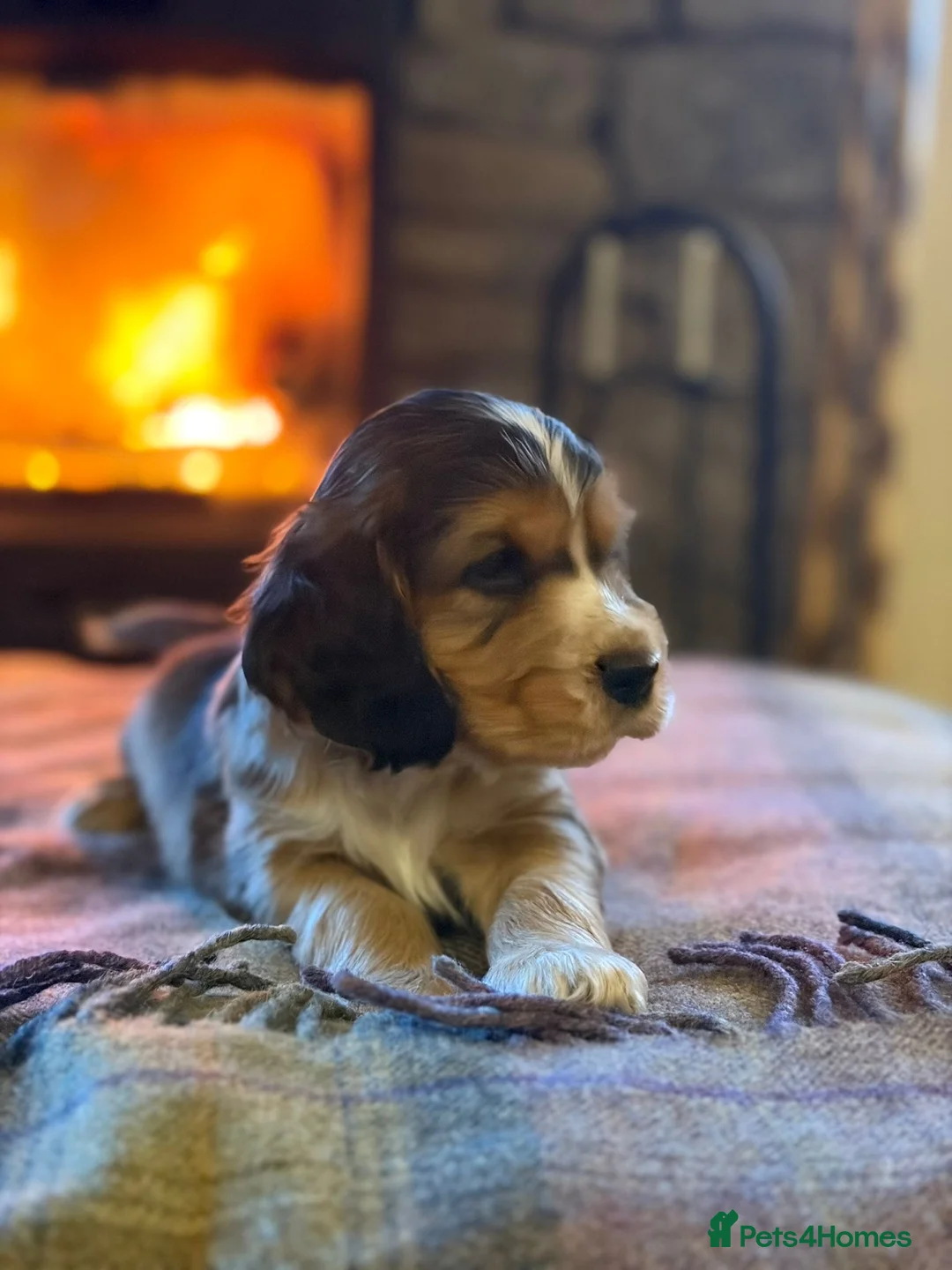 Cocker Spaniel dogs for sale: Stunning sable show cocker puppies in Kendal - Advert 6