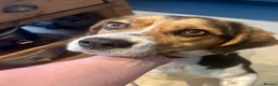 Mixed Breed dogs for adoption: Maria - FOR ADOPTION  in Buxton - Advert 2