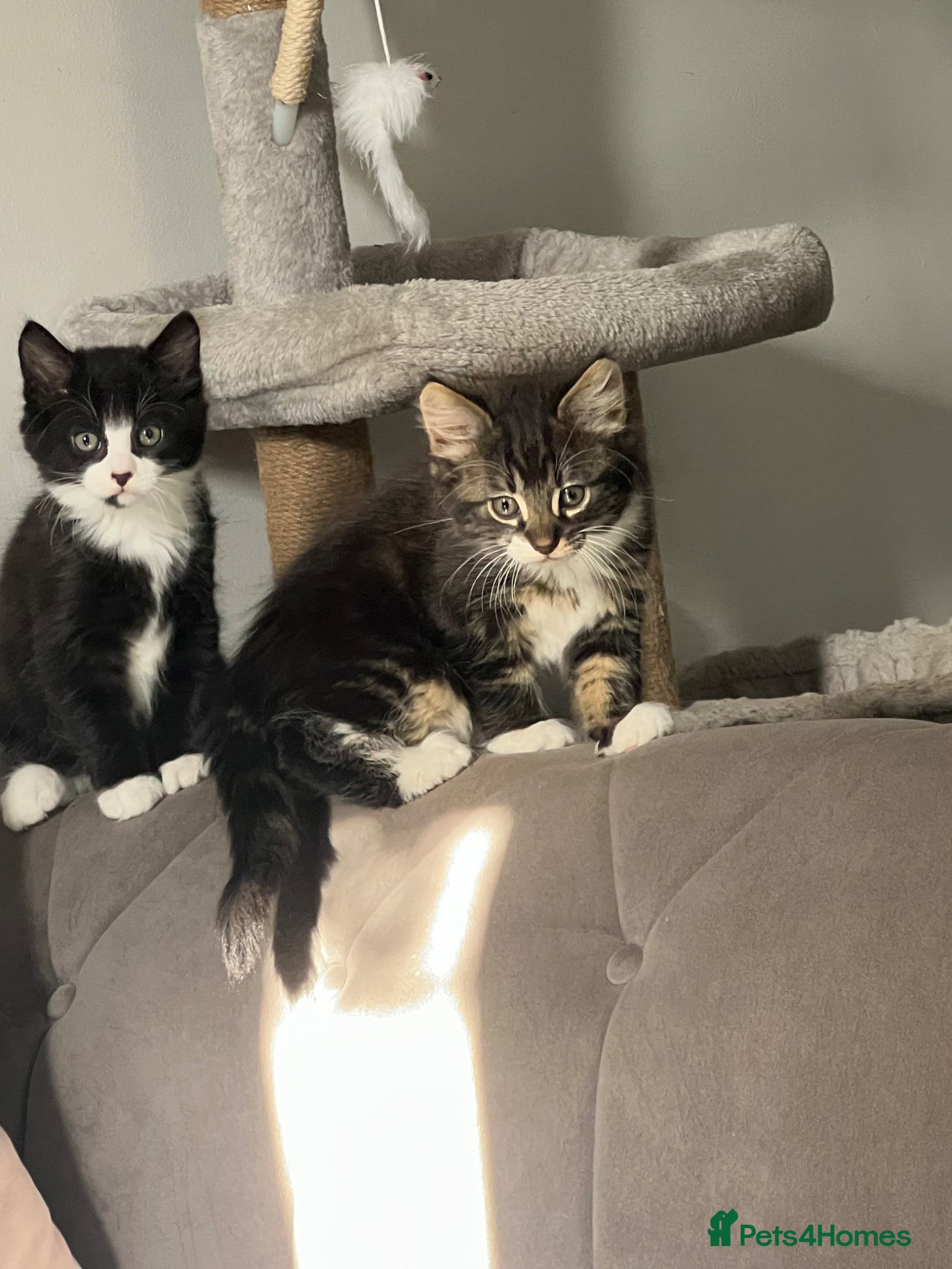 Mixed Breed cats Adorable kittens for sale 🐾 - Advert 1