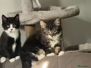 Mixed Breed cats Adorable kittens for sale 🐾 - Advert 1