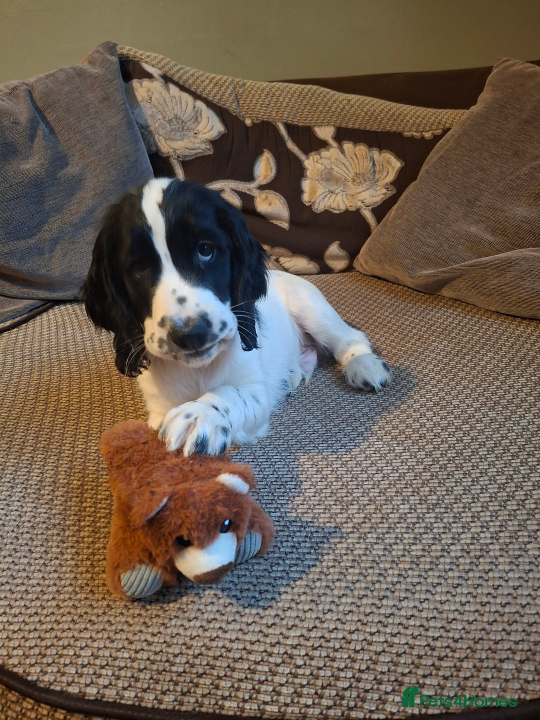 Cocker Spaniel dogs for sale: Our last pup - Ready now - KC Reg cocker spaniel! - Advert 13