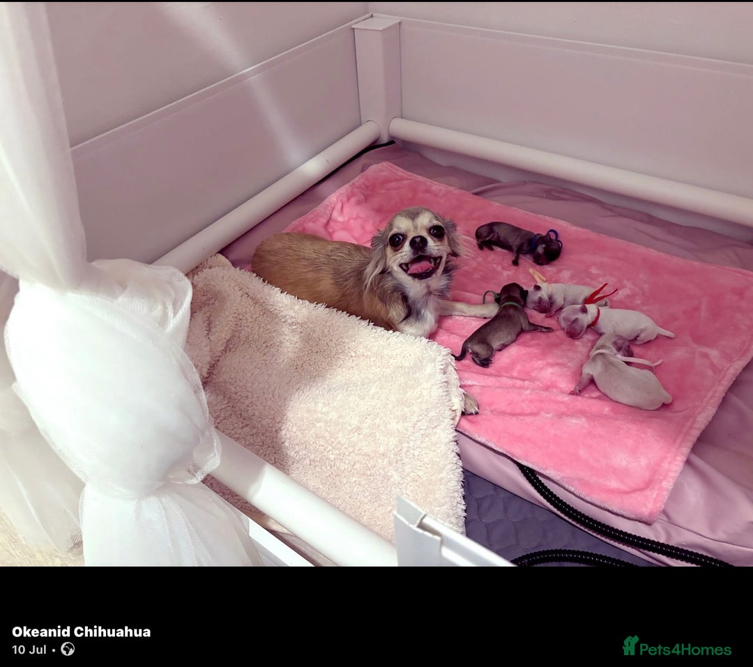 Chihuahua dogs for sale:  Beautiful pedigree chihuahua puppies KC champions - Image 8