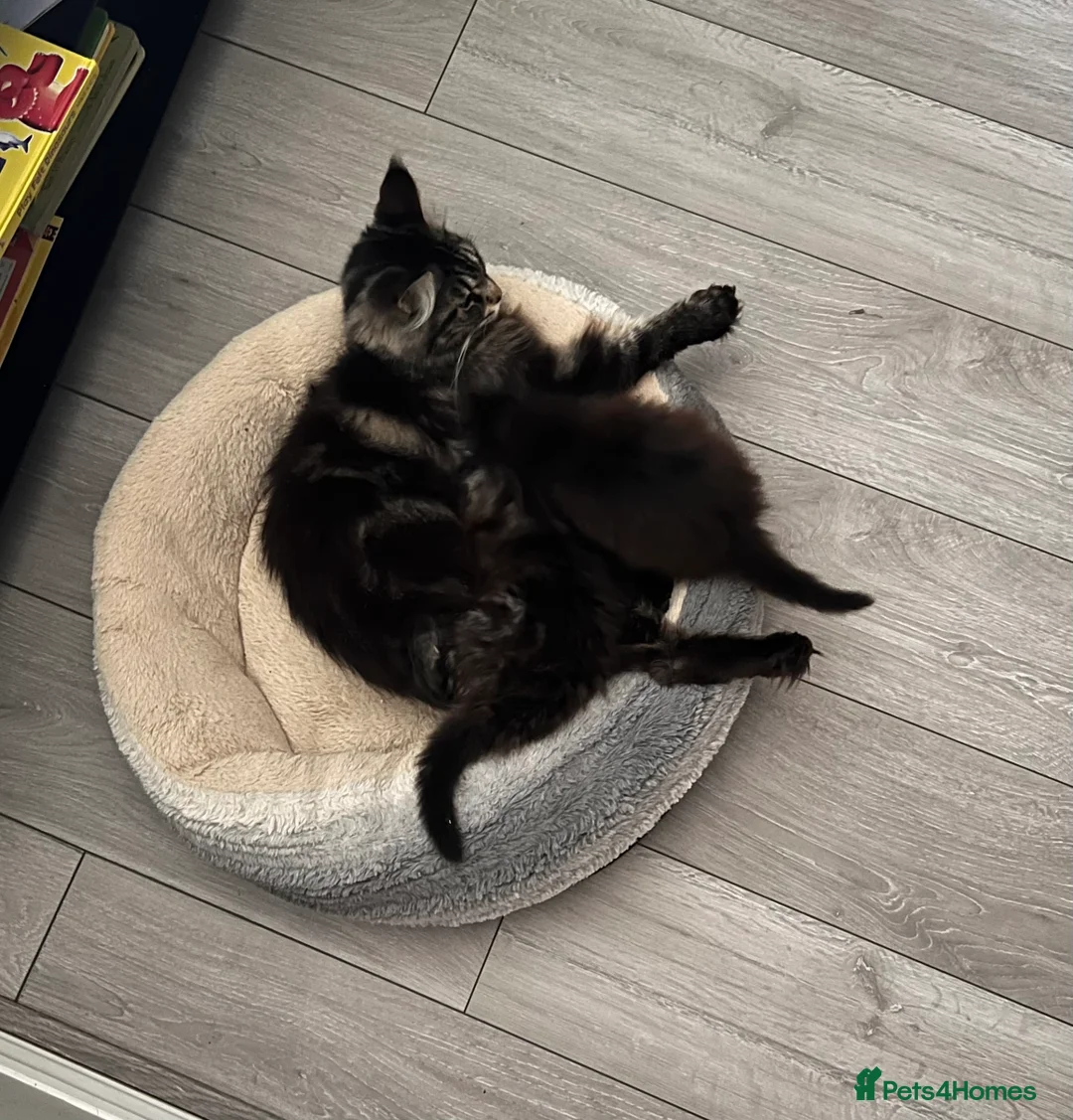 Maine Coon cats for sale: Beautiful Maine Coon kittens. - Advert 12