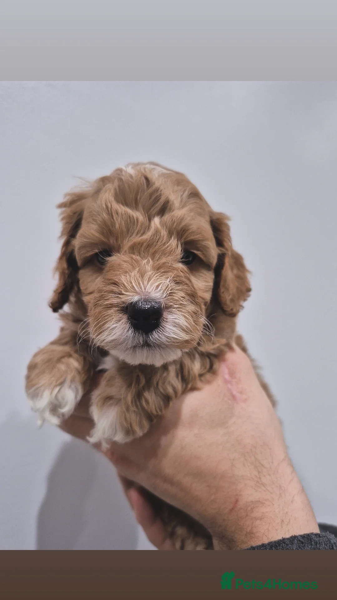 Cockapoo dogs Last boy remaining. F1B red cockapoo puppies - Advert 6