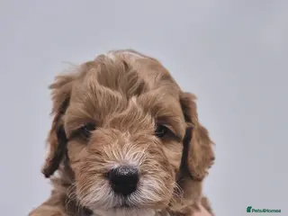 Cockapoo dogs Last boy remaining. F1B red cockapoo puppies - Advert 6