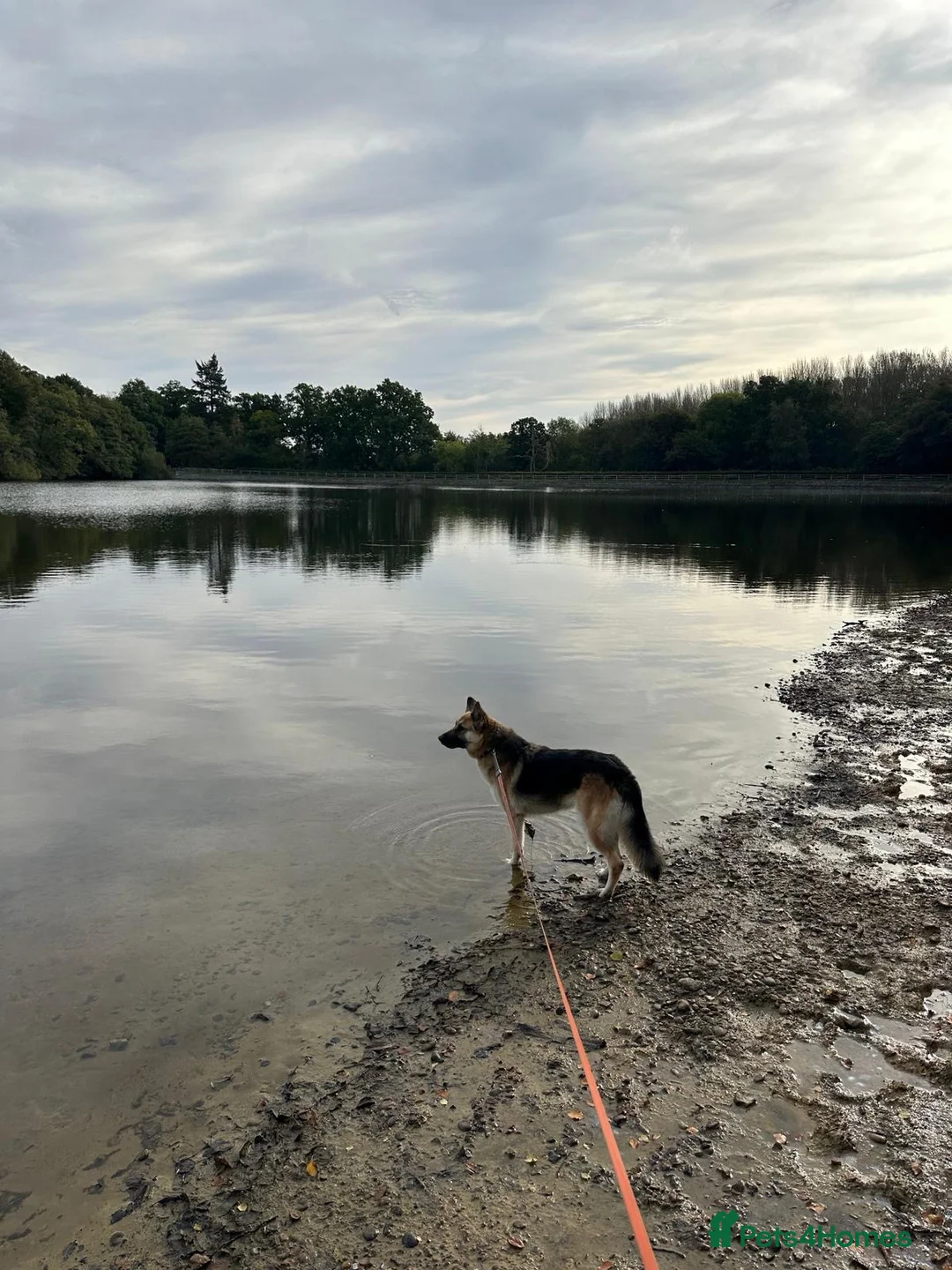 German Shepherd dogs for sale: Beautiful German Shepherd – Forever Home Needed - Advert 3