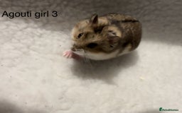 Hamster rodents for sale: Pure bred Campbells dwarf hamsters  - Advert 4