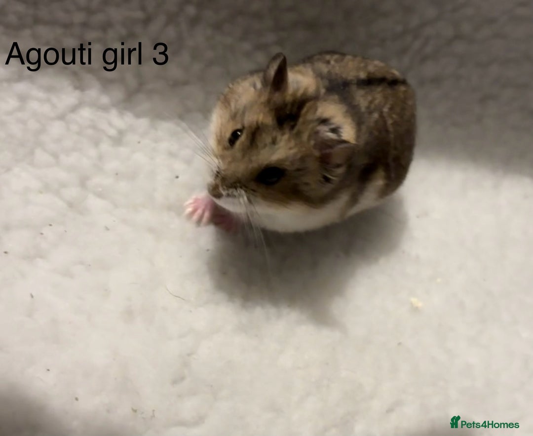 Hamster rodents for sale: Pure bred Campbells dwarf hamsters  - Advert 4