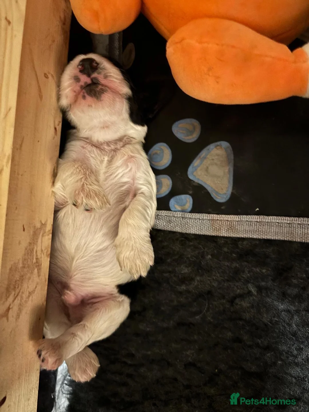 Cocker Spaniel dogs for sale: Cocker Spaniel (show type) puppies  - Advert 9