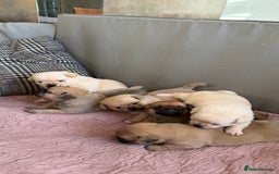 Pomeranian dogs for sale: Pug x Pomeranian mixed breed Puppies  - Advert 17