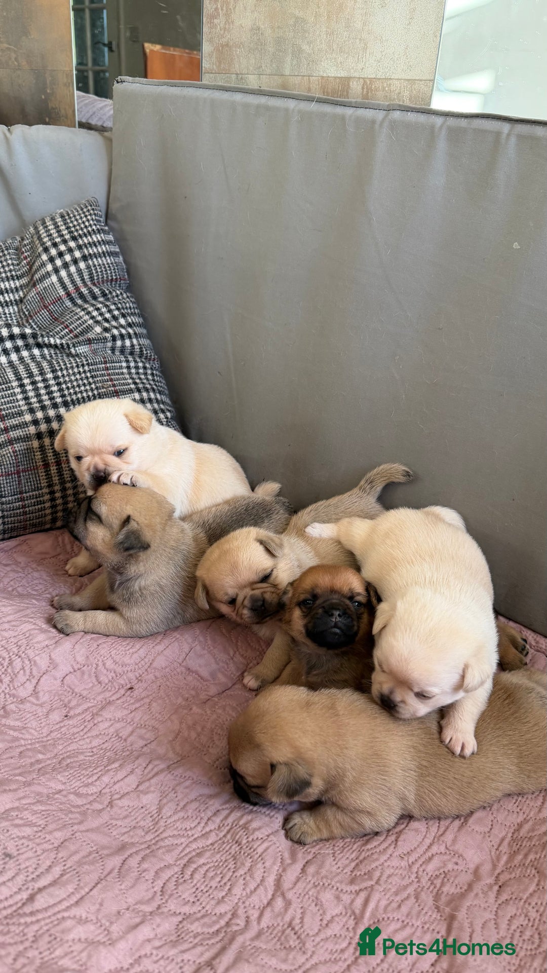 Pomeranian dogs for sale: Pug x Pomeranian mixed breed Puppies  - Advert 17