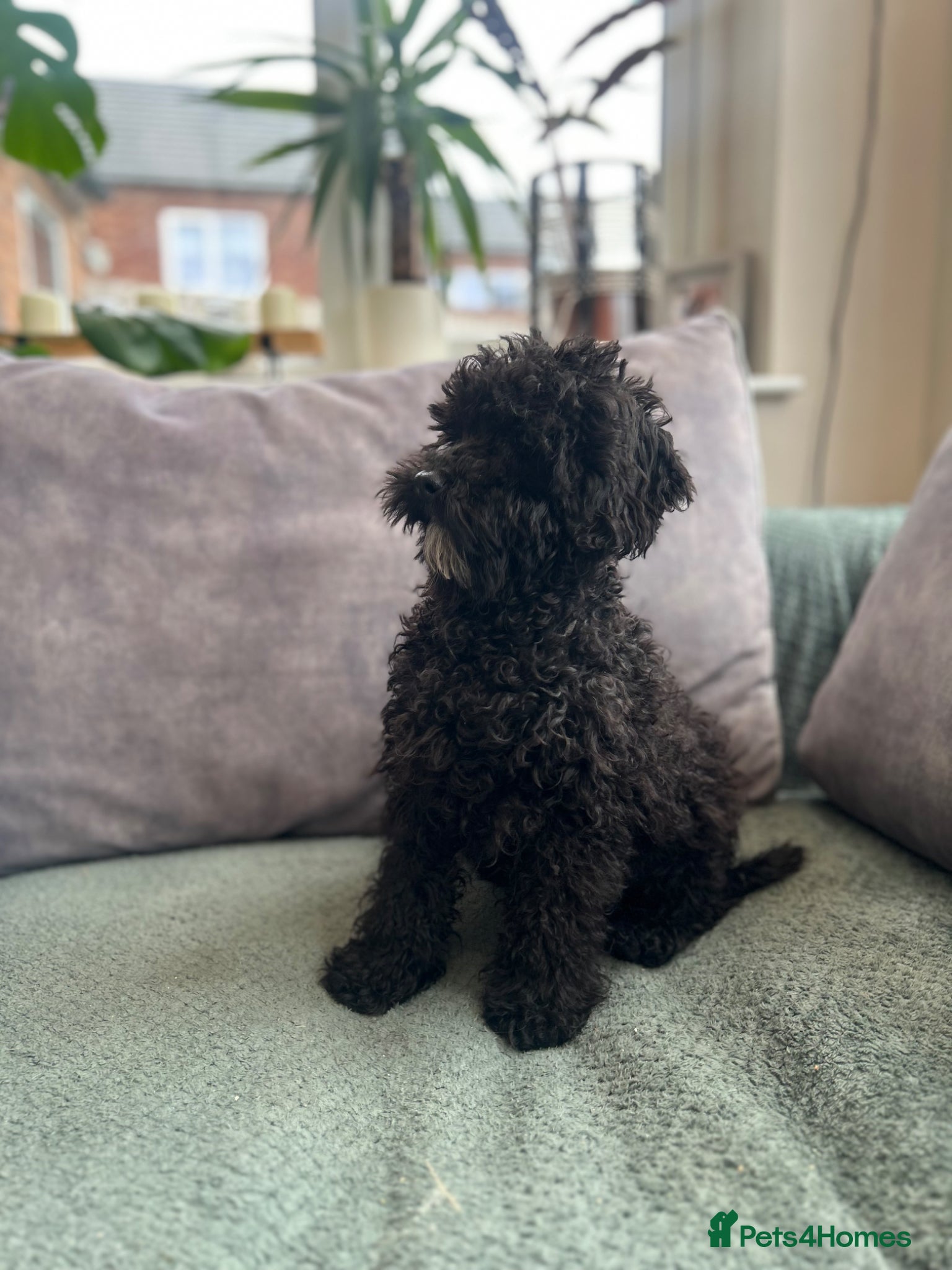 Mixed Breed dogs Australian Labradoodle cavapoo boy stunning ⭐️  - Advert 2