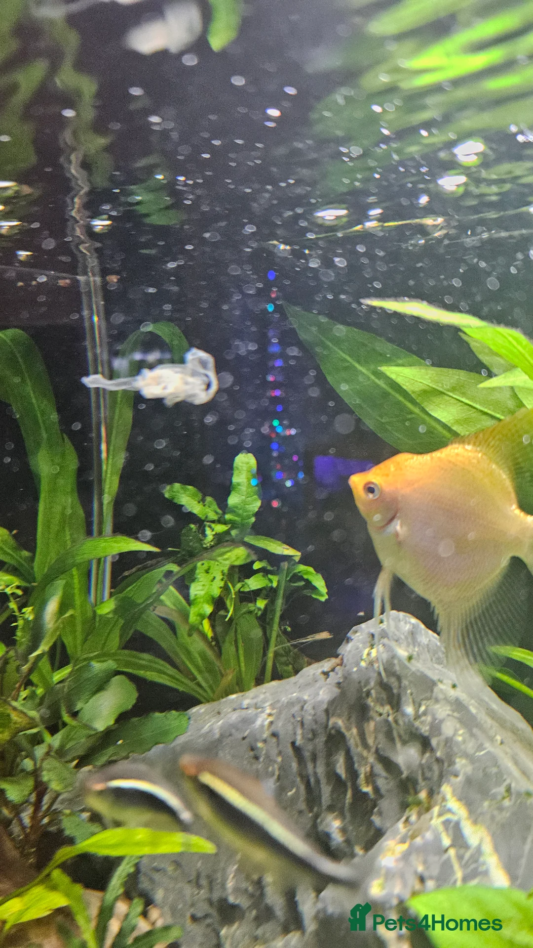 Angelfish fish for sale: Angelfish - Advert 3