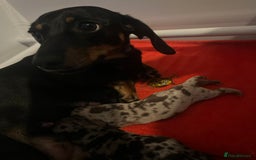 Miniature Dachshund dogs for sale: Miniature dachshund 1 boy left ready now - Image 10