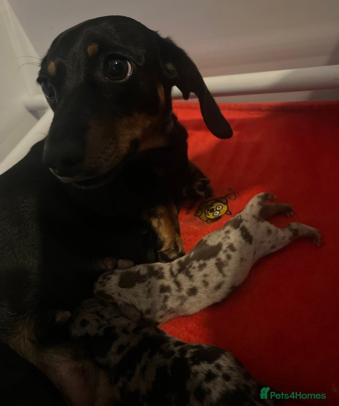 Miniature Dachshund dogs for sale: Miniature dachshund 1 boy left ready now - Image 10