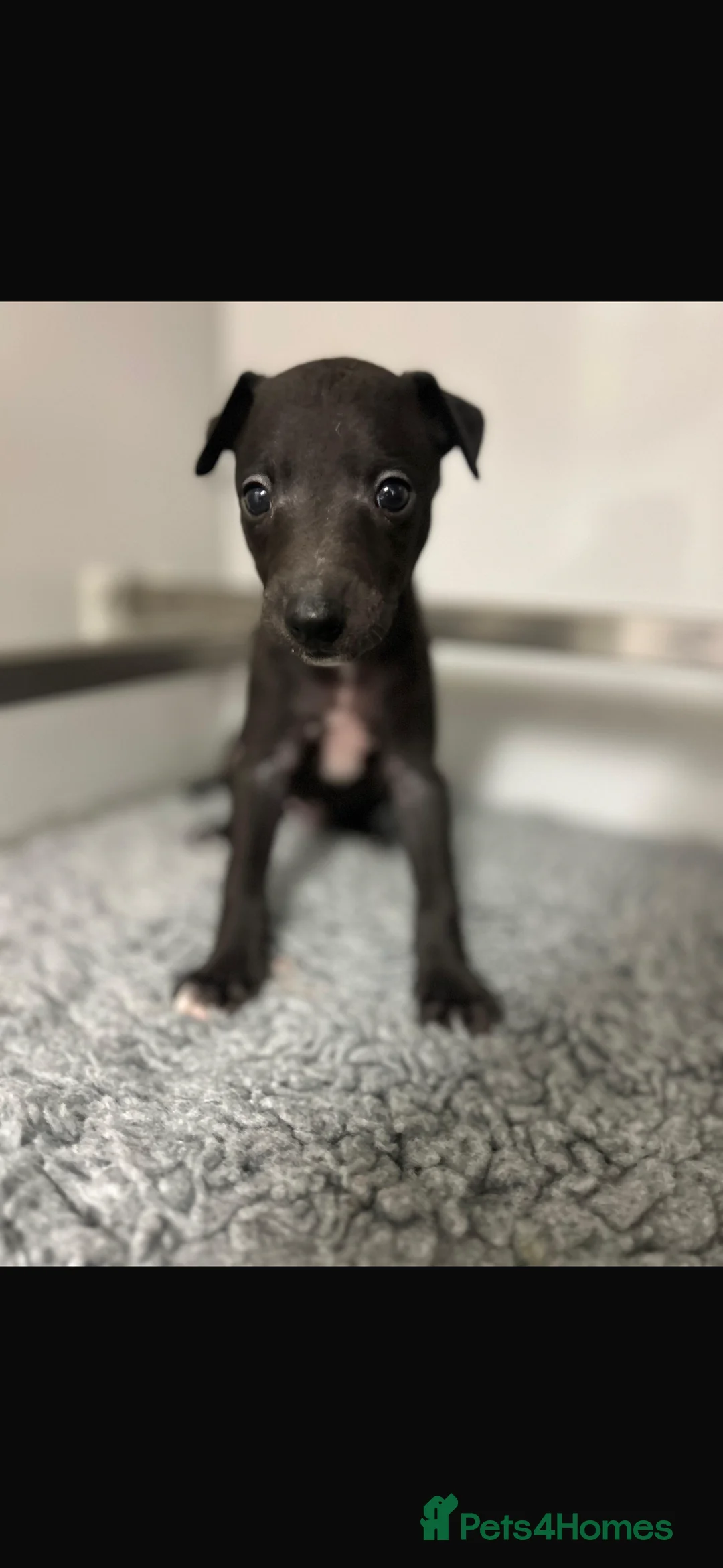 Whippet dogs for sale: KC REGISTERED WHIPPETS  in Liverpool - Advert 27