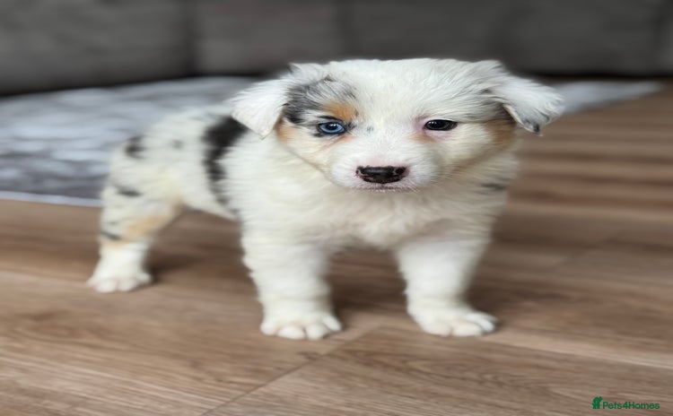 Australian Shepherd dogs - Advert 1