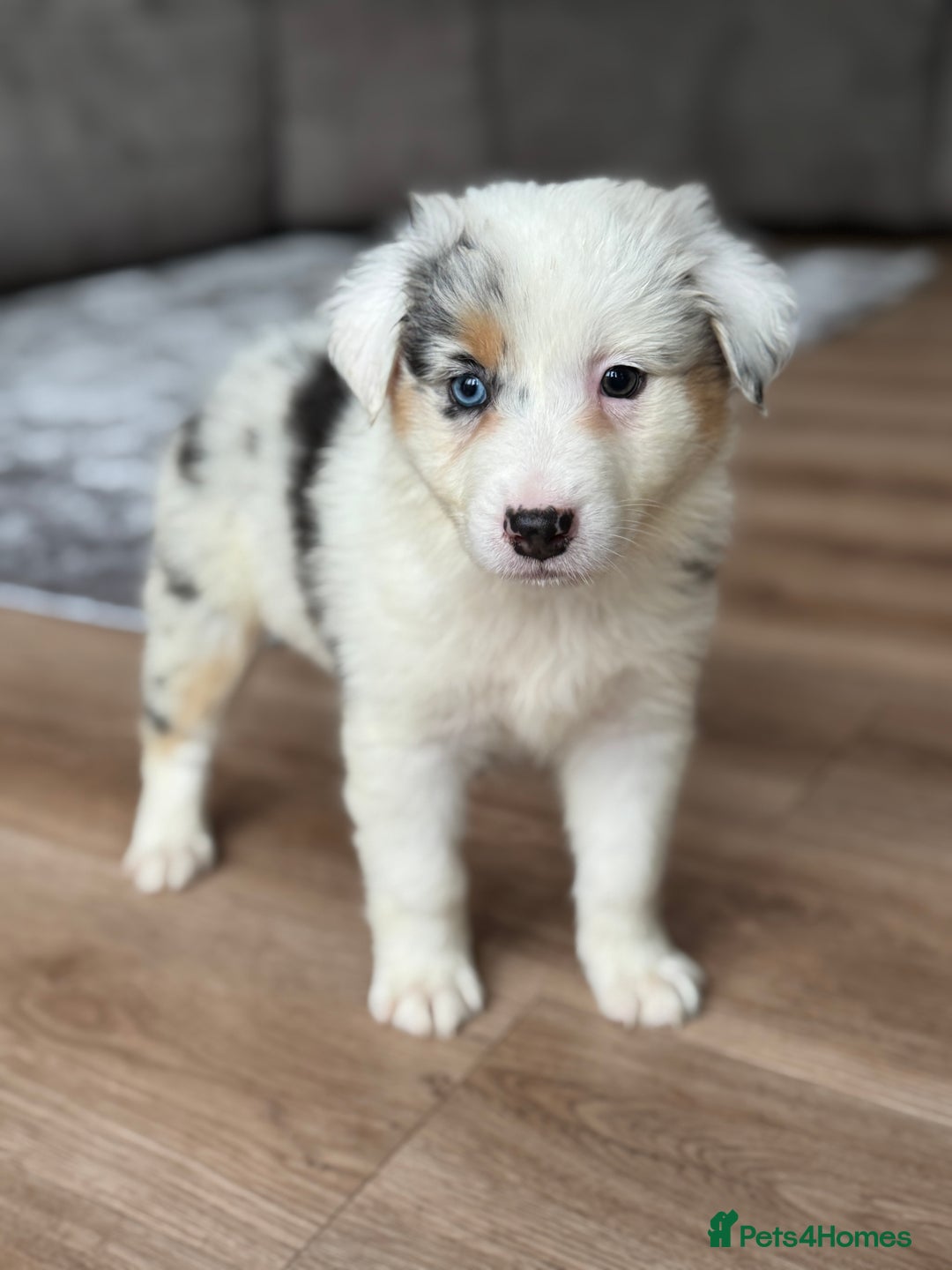 Australian Shepherd dogs for sale: 2 KC registered puppies remaining! Price drop  - Image 1