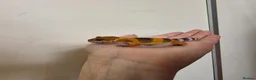 Leopard Gecko reptiles for sale: Baby leopard geckos - Advert 25