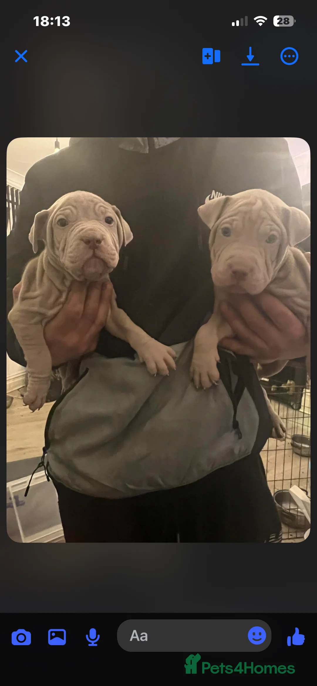 Mixed Breed dogs for sale: Shar pei x pocket bully - Advert 20