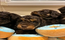 Cockapoo dogs for sale: Gorgous F1 chocolate and tan cockapoo puppies  - Image 3
