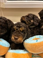 Cockapoo dogs - Advert 11
