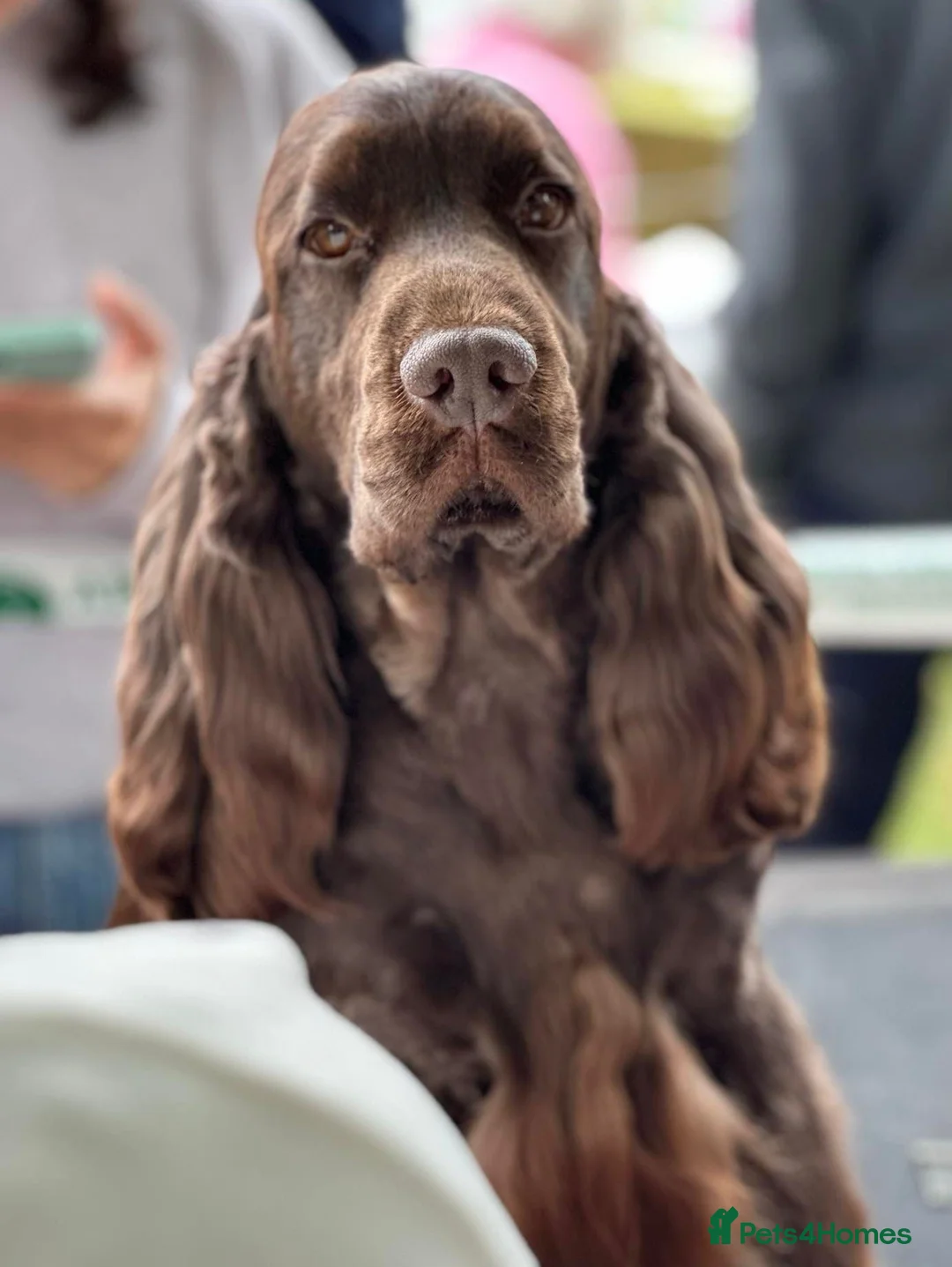 Cocker Spaniel dogs for sale: Chocolate Show type cocker spaniel female 4 years - Advert 1