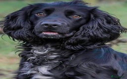 Cockapoo dogs for sale: Beautiful cockapoo puppies  - Image 3