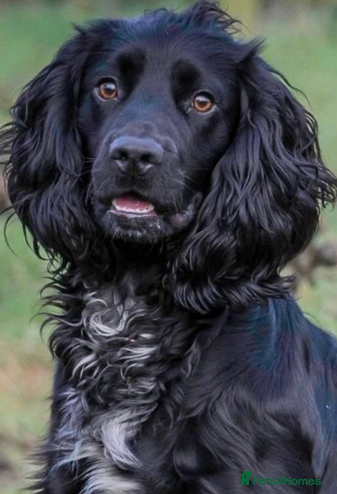 Cockapoo dogs for sale: Beautiful cockapoo puppies  - Image 3