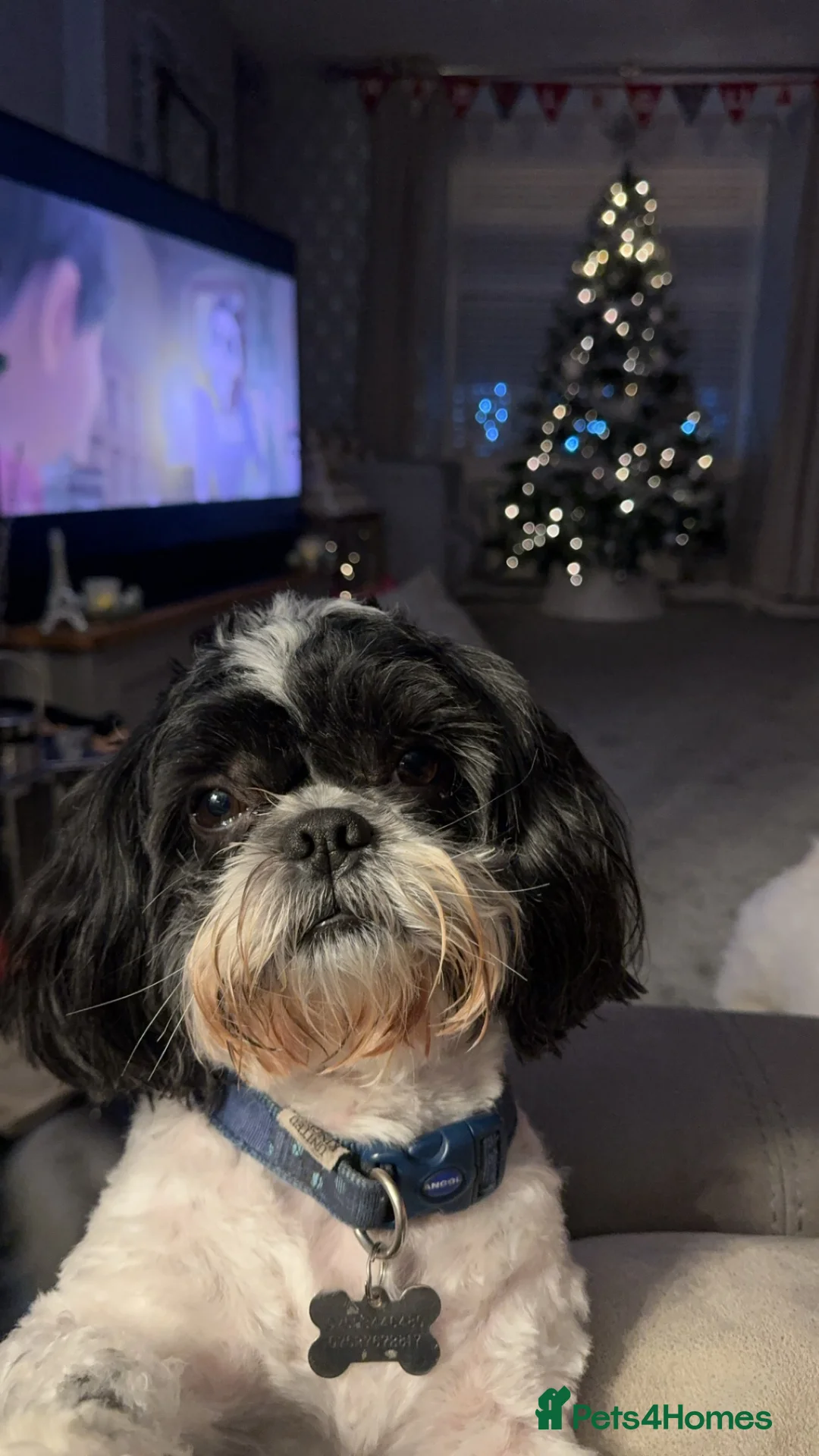 Shih Tzu dogs for stud: Alffi Our Family ShihTzu is Available for Stud. in Caernarfon - Advert 2