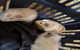 Guinea Pig rodents for sale: 3 x  boar Guinea pig babies - Image 2