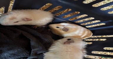 Guinea Pig rodents - Advert 9