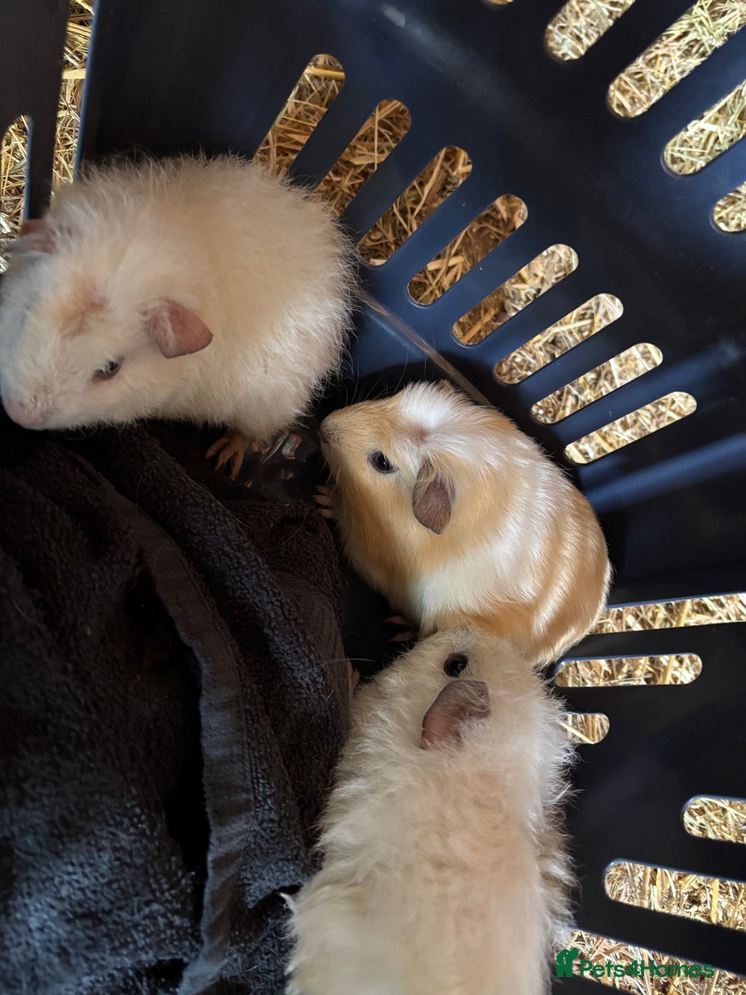 Guinea Pig rodents for sale: 3 x  boar Guinea pig babies - Image 2