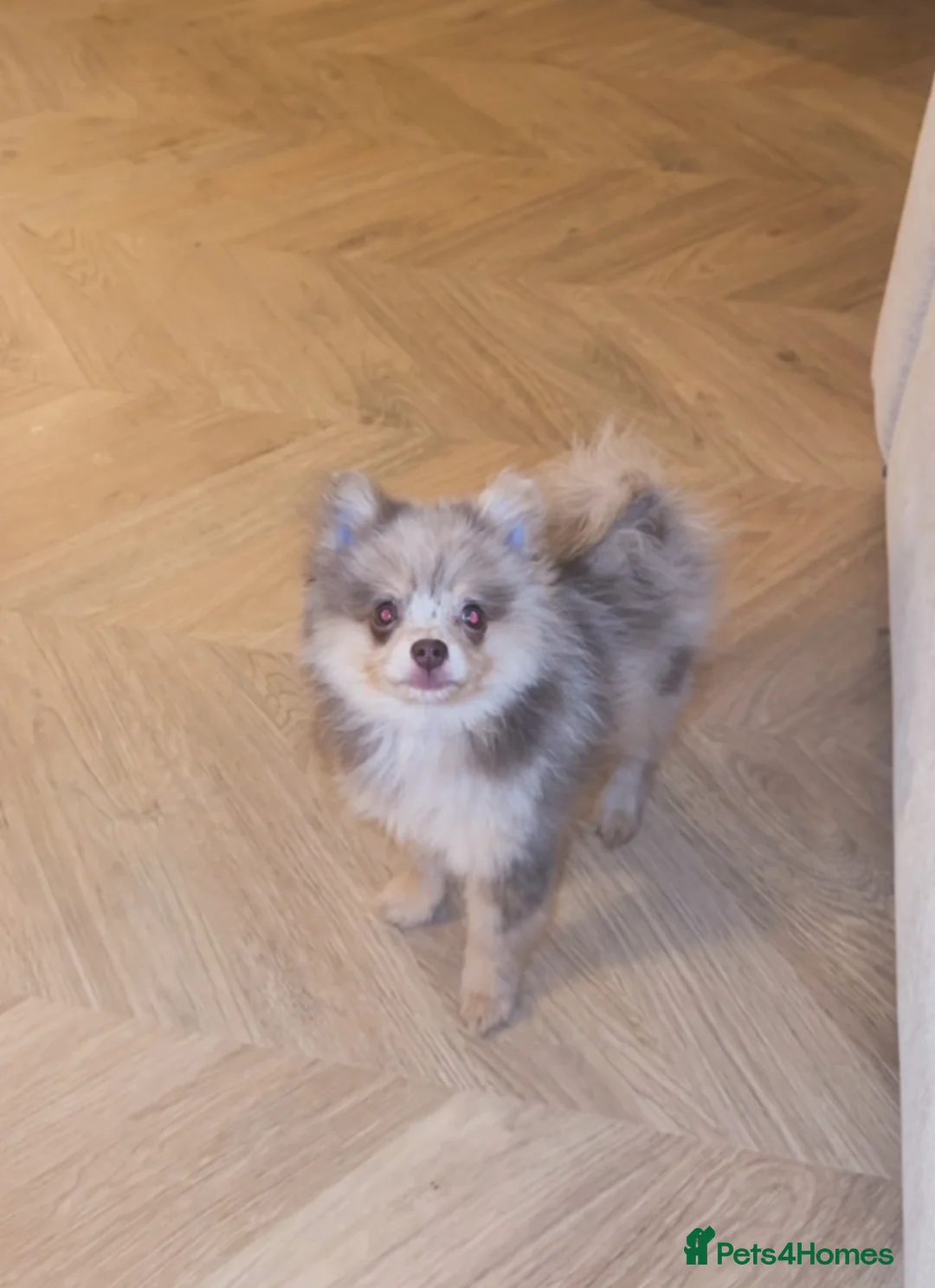 Pomeranian dogs for sale: Merle Pomeranian pup - Advert 4