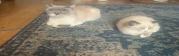 British Shorthair cats for sale: BSH colourpoint ready now  - Advert 5