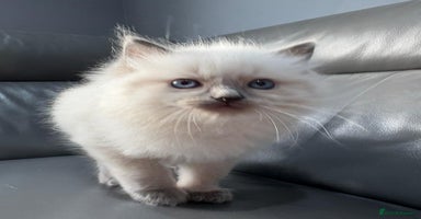 Ragdoll cats - Advert 3