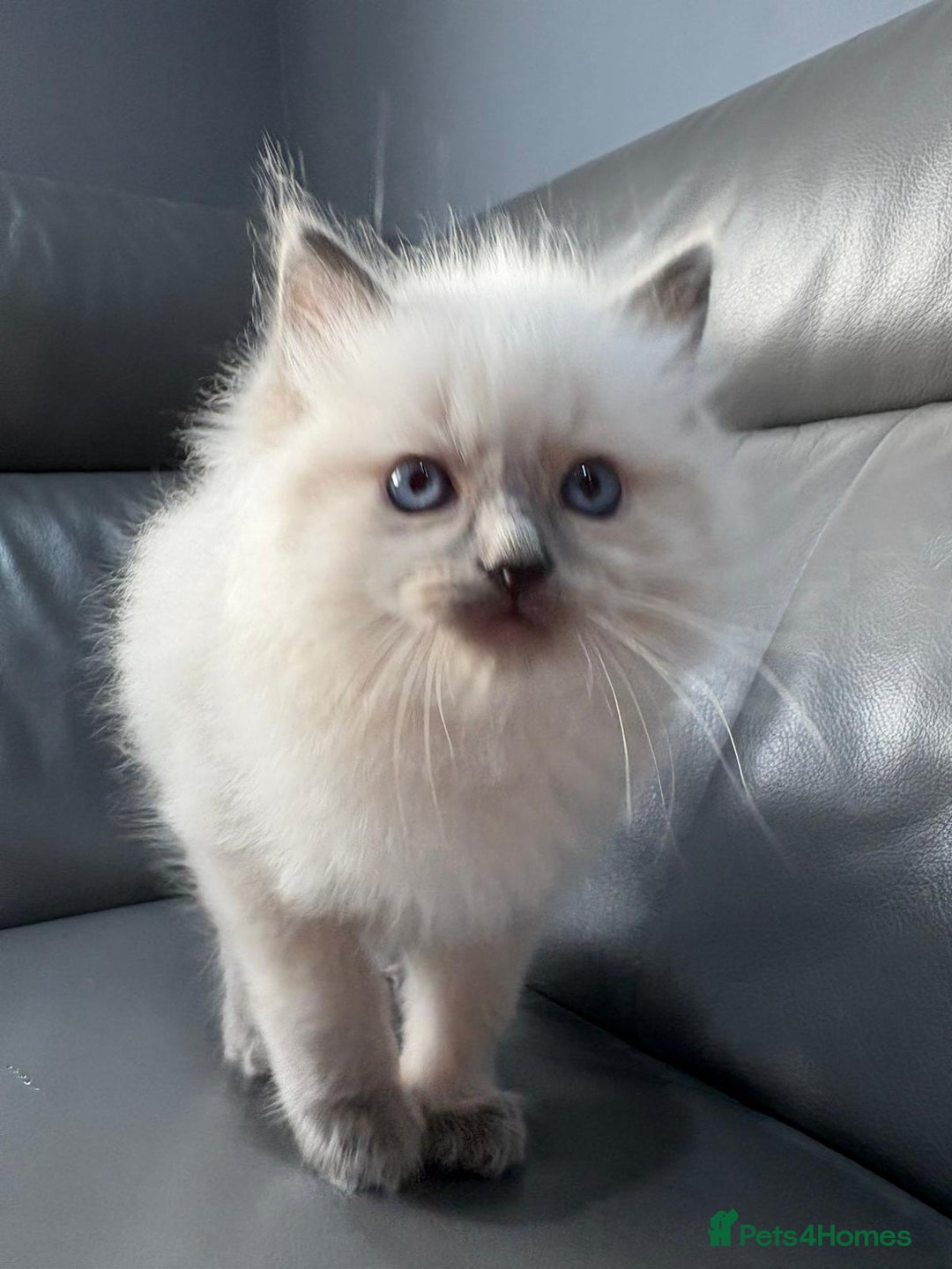 Ragdoll cats for sale: One gorgeous little blue point ragdoll boy - Image 3