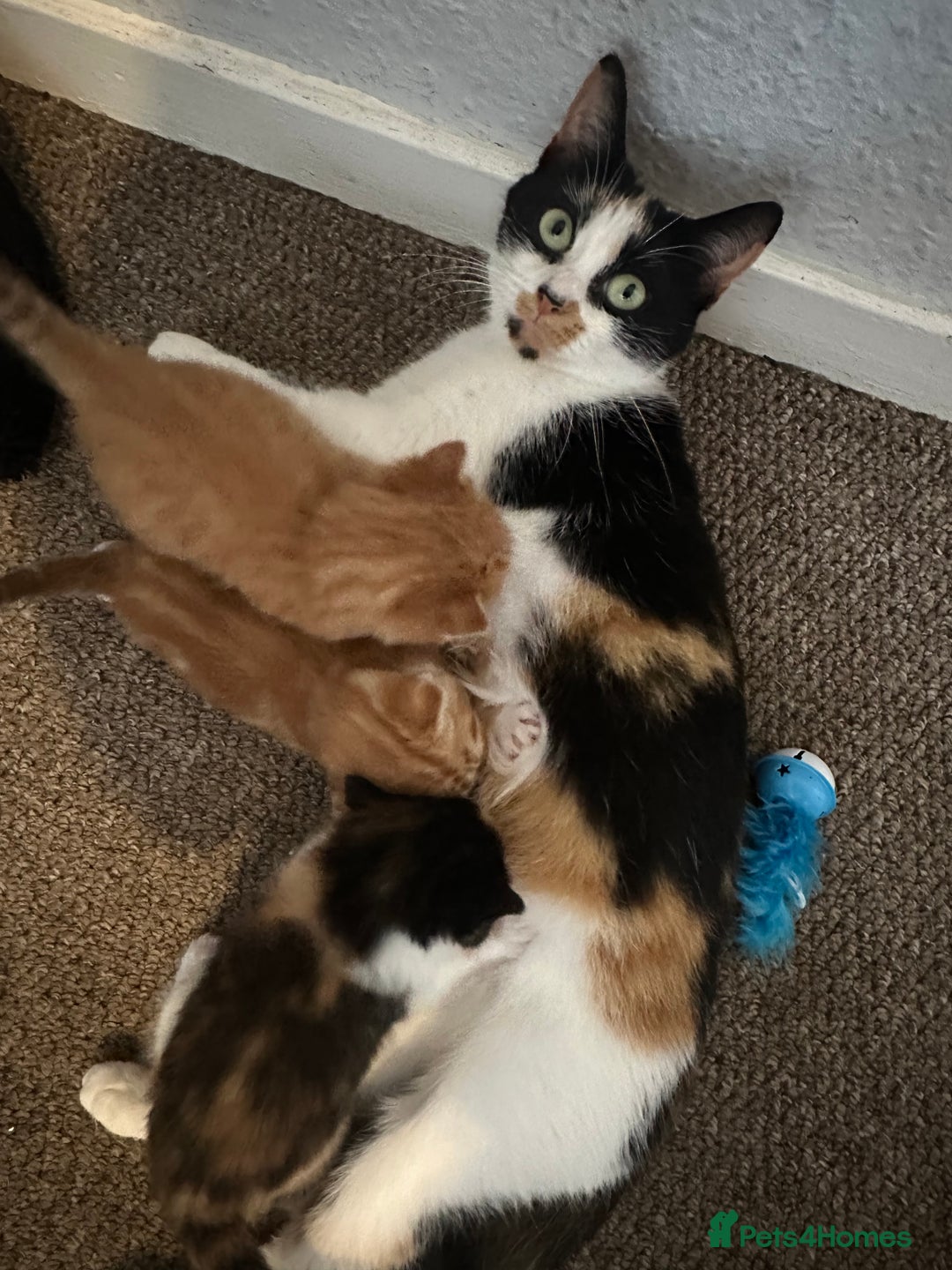 Domestic Shorthair cats for sale: Beautiful kittens - Image 13