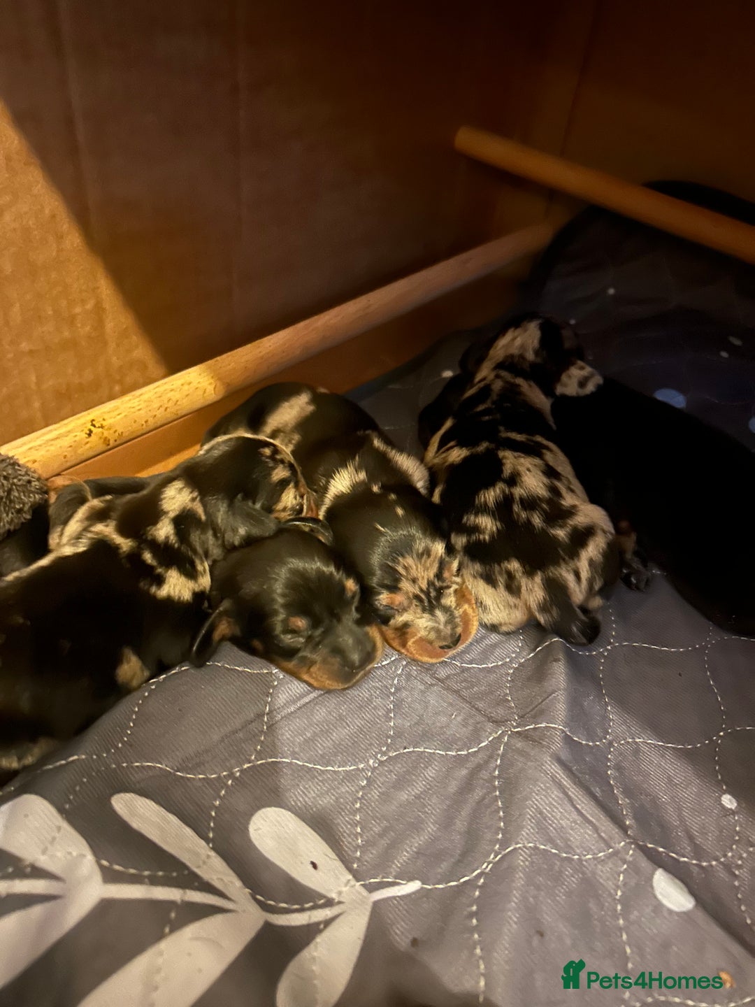 Miniature Dachshund dogs for sale: miniature dash hounds - Advert 7