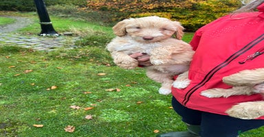 Labradoodle dogs - Advert 3