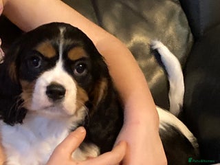 Cavalier King Charles Spaniel dogs Beautiful cavaliers - Advert 8