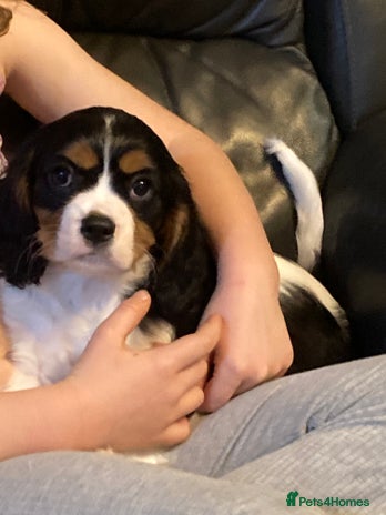 Cavalier King Charles Spaniel dogs Beautiful cavaliers - Advert 2