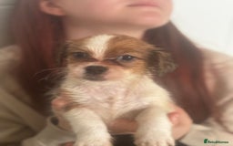 Mixed Breed dogs for sale: Jack Tzu puppies - Image 7